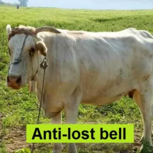 Hlasitá tlustá kravská, koňská a ovčí farmářská zvon roztok, Velikost: S Hlasitá tlustá kravská, koňská a ovčí farmářská zvon roztok, Velikost: S