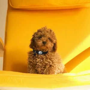 Voděodolný kryt pro AirTag, kožený obojek pro domácí mazlíčky, lokátor proti ztrátě (zelený) TopTechnology Voděodolný kryt pro AirTag, kožený obojek pro domácí mazlíčky, lokátor proti ztrátě (zelený) TopTechnology