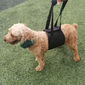 HCPET F1905 Vodítko pro handicapované a starší psy, velikost L (černá)