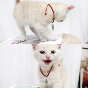 Přívěsek ID pro malé domácí mazlíčky – proti ztrátě pro psy a kočky TopTechnology Přívěsek ID pro malé domácí mazlíčky – proti ztrátě pro psy a kočky TopTechnology