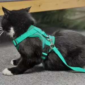 Pet Vest Hrudní Popruh + Set Vodítko Reflexní Prodyšný Pro Psy a Kočky, Velikost: M (Šedá) TopTechnology Pet Vest Hrudní Popruh + Set Vodítko Reflexní Prodyšný Pro Psy a Kočky, Velikost: M (Šedá) TopTechnology