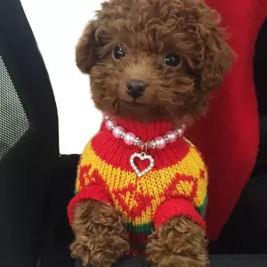 Přívěsek pro domácí zvířata s perlami - obojek pro kočky a psy, velikost L (bílý) TopTechnology Přívěsek pro domácí zvířata s perlami - obojek pro kočky a psy, velikost L (bílý) TopTechnology