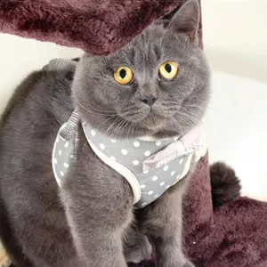 Vodítko a hrudní popruh pro psy - Velikost M (Šedé)