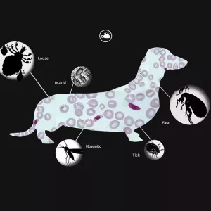 Obojek proti blechám a vší pro velké psy, 70 cm TopTechnology Obojek proti blechám a vší pro velké psy, 70 cm TopTechnology