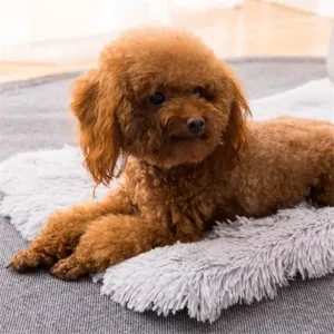 Teplý univerzální čtvercový pelíšek pro kočky a psy na podzim a zimu, velikost S (růžový) TopTechnology Teplý univerzální čtvercový pelíšek pro kočky a psy na podzim a zimu, velikost S (růžový) TopTechnology