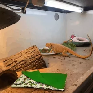 Spací pytel pro ještěrky a hlodavce s polštářem (zelený) TopTechnology Spací pytel pro ještěrky a hlodavce s polštářem (zelený) TopTechnology