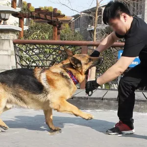Hemp Bite Stick pro psy - Pomůcka pro školení psů (A3)