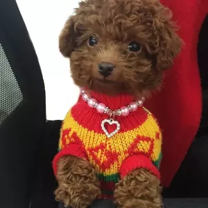 Originální perlový náhrdelník pro domácí mazlíčky - růžové obojky pro kočky a psy, velikost S TopTechnology Originální perlový náhrdelník pro domácí mazlíčky - růžové obojky pro kočky a psy, velikost S TopTechnology