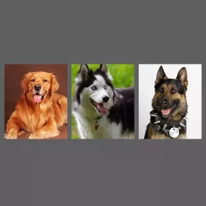 Hrudní popruh pro psa z hovězí kůže s teleskopickým vodítkem, vhodný pro střední a velké psy (černý) TopTechnology Hrudní popruh pro psa z hovězí kůže s teleskopickým vodítkem, vhodný pro střední a velké psy (černý) TopTechnology