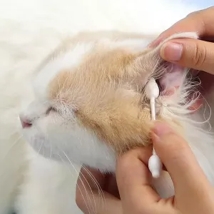 HTL0033017 2boxy Tyčinky na údržbu uší pro psy a kočky TopTechnology HTL0033017 2boxy Tyčinky na údržbu uší pro psy a kočky TopTechnology