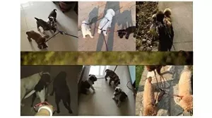 Vodítko pro psa 3 v 1 Nylon s rukojetí, délka: 124 cm (modré) TopTechnology Vodítko pro psa 3 v 1 Nylon s rukojetí, délka: 124 cm (modré) TopTechnology