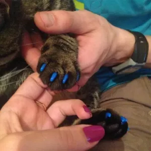 20 ks silikonové měkké ochrany na drápky koček - velikost XS (Žlutá) TopTechnology 20 ks silikonové měkké ochrany na drápky koček - velikost XS (Žlutá) TopTechnology