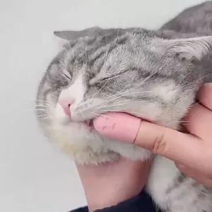 Hřebínek na čištění koček a psů - silikonový kartáč na čelist a zuby (zelený) TopTechnology Hřebínek na čištění koček a psů - silikonový kartáč na čelist a zuby (zelený) TopTechnology