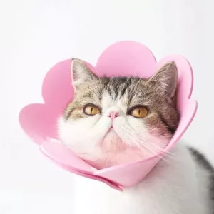 Obojek pro domácí zvířata EVA houbový, neoděruvzdorný sterilizační, velikost M 22-27cm (oranžový) TopTechnology