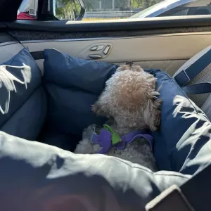 Odnímatelný a pratelný pet bed pro auta, voděodolný a odolný proti kousání, 50x45x40cm (zelený) TopTechnology Odnímatelný a pratelný pet bed pro auta, voděodolný a odolný proti kousání, 50x45x40cm (zelený) TopTechnology