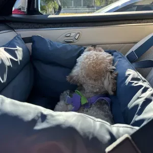 Odnímatelný a pratelný PU voděodolný pelíšek pro domácí zvířata, velikost: 50x45x40cm (tmavě modrý) TopTechnology