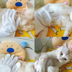 6ks / balení KIMHOME rukavice a ubrousky pro domácí zvířata bez oplachování TopTechnology