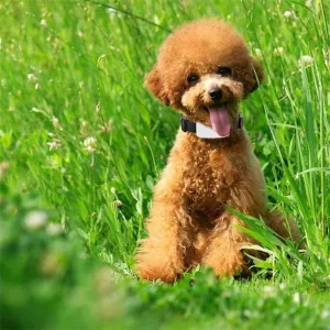 TK911 2G Voděodolný GPS Tracker pro domácí mazlíčky TopTechnology