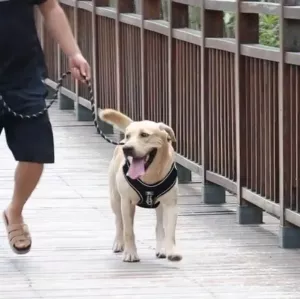Reflexní vodítko pro střední a velké psy (černé) TopTechnology