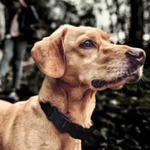 Automatický trenažér na štěkání pro psy - dobíjecí (černý) TopTechnology