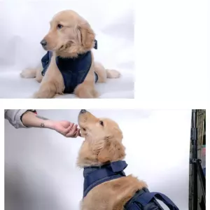 Hrudní popruh a vodítko pro starší psy - velikost M (tmavě modrá)