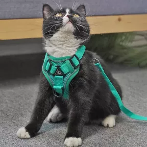 Pet Vest Harness + Traction Rope Set Reflexní Psa a Kočka Hrudní Popruh, Velikost: XL (Modrá)