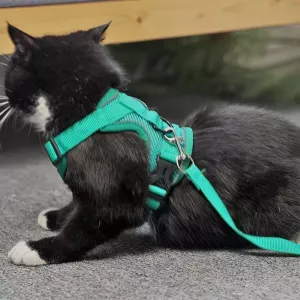 Pet Vest Harness + Traction Rope Set Reflexní Psa a Kočka Hrudní Popruh, Velikost: XL (Modrá)