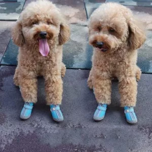 HCPET A1703 Neplyšové voděodolné boty pro štěňata č. 5 (voděodolná zelená)